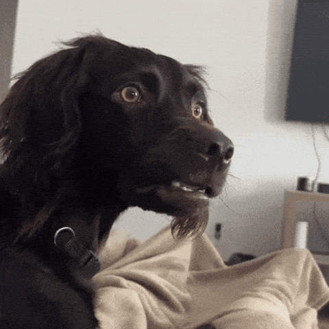 Chien surpris sur un canapé.